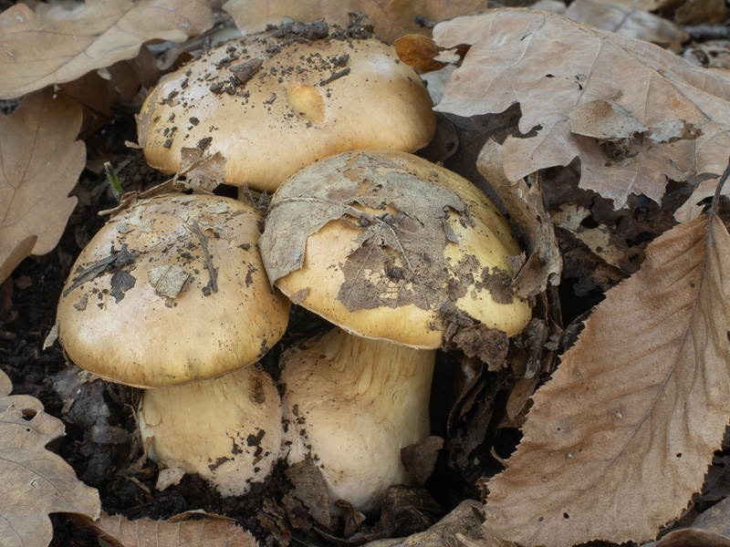 Cortinarius majoranae